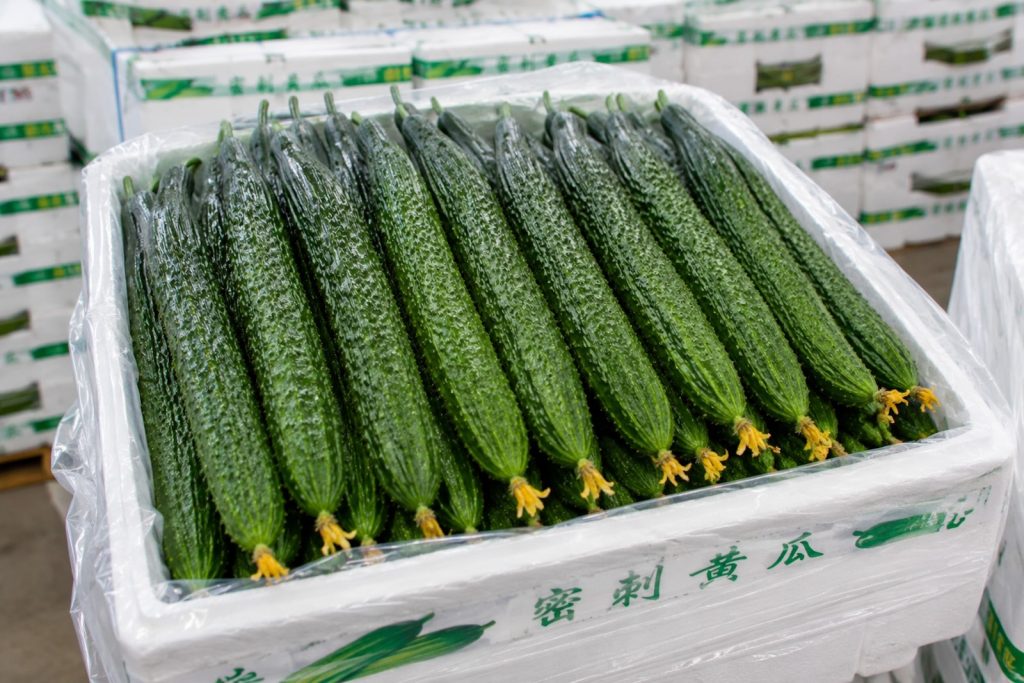 Fresh greenhouse cucumbers supplied from Shandong, China for export