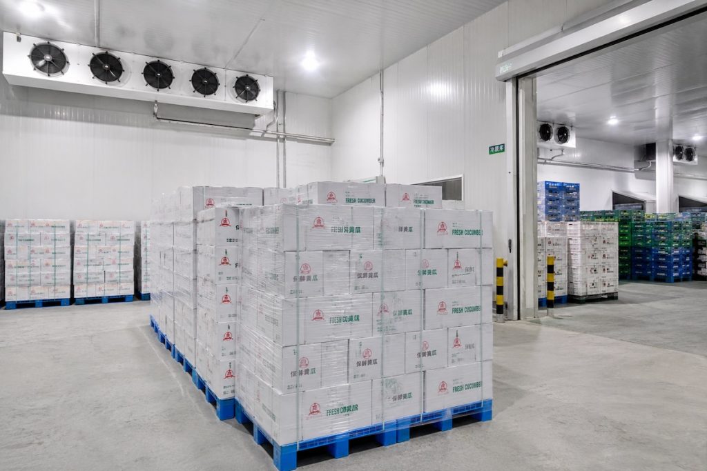 Large refrigerated cold storage warehouse storing packed fresh greenhouse cucumbers, constant temperature preservation for long overseas transport.