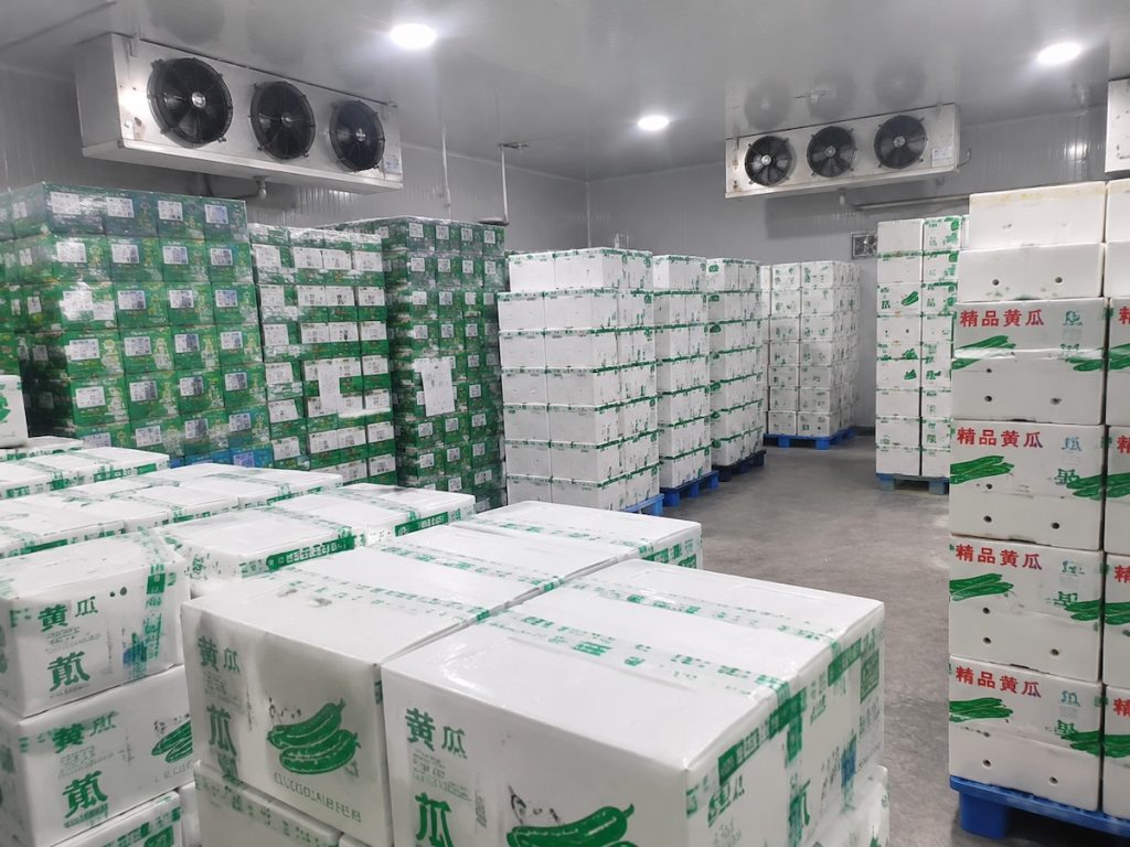 Constant temperature cold storage warehouse storing packed fresh pickling cucumbers for bulk export, Shandong China