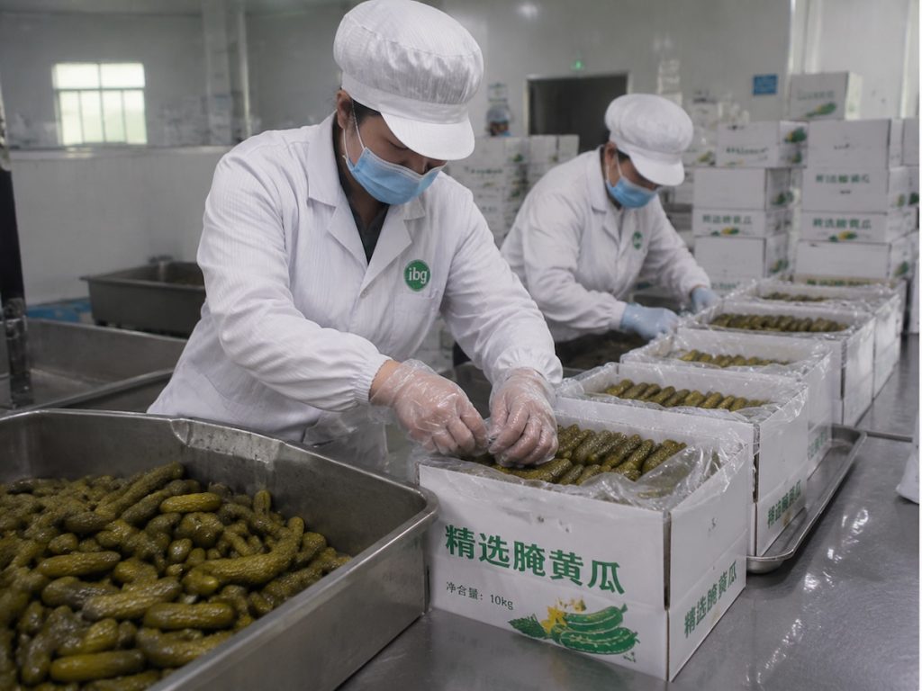Workers packing exported pickled cucumbers in food workshop, Shandong pickled cucumber factory