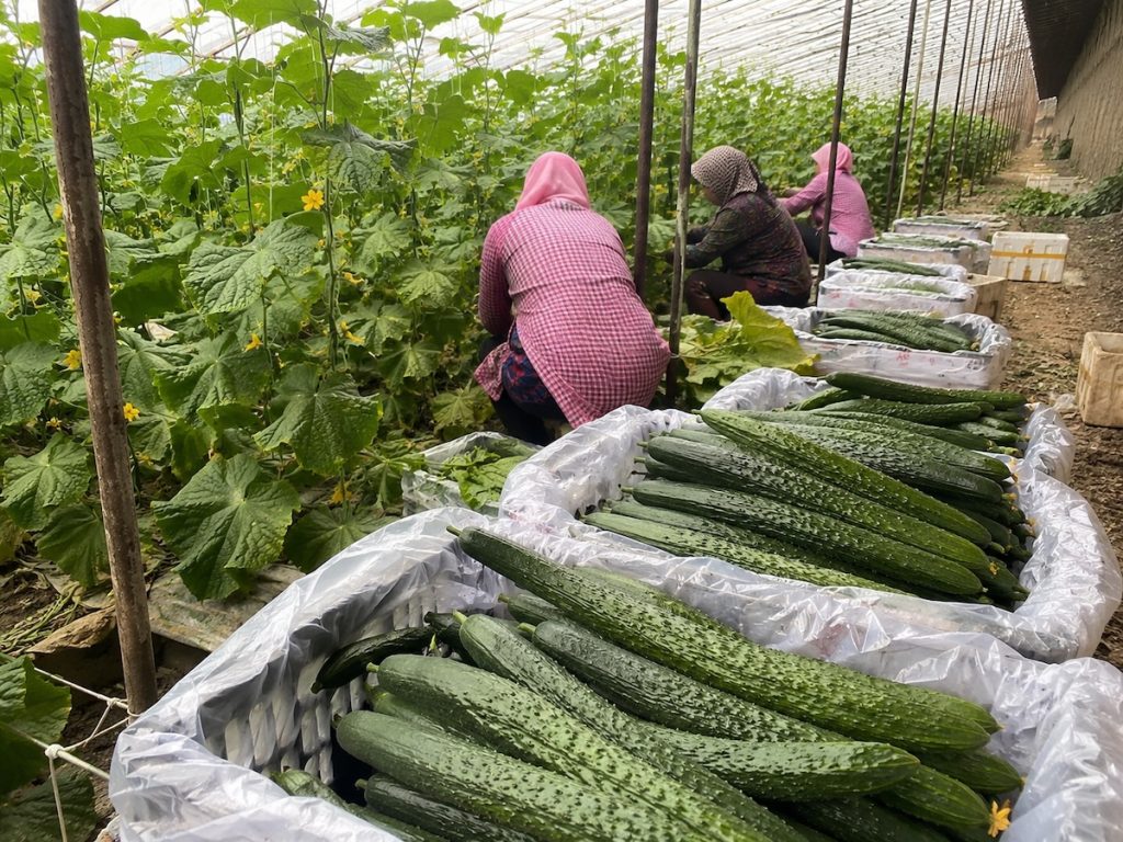 Freshly harvested spiny long cucumbers from our local greenhouses in Shandong, high-quality raw materials for pickled cucumber, available for bulk wholesale and global export