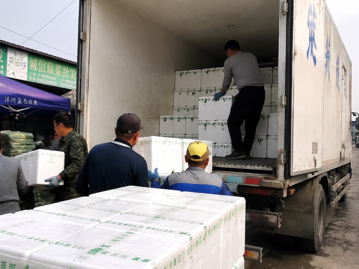 Workers loading packed fresh vegetables into refrigerated truck for overseas bulk export shipment in Shandong, China