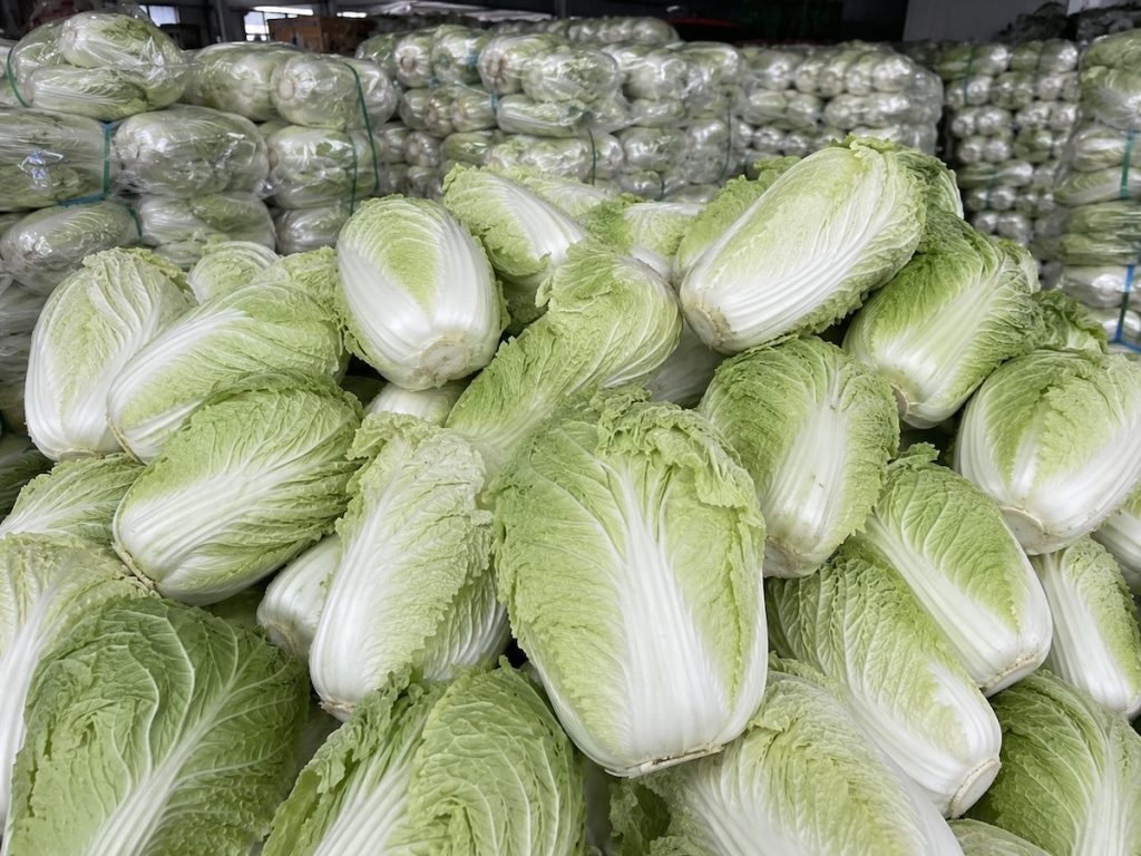 Fresh Chinese Napa Cabbage from Shandong China, bulk packing for vegetable export