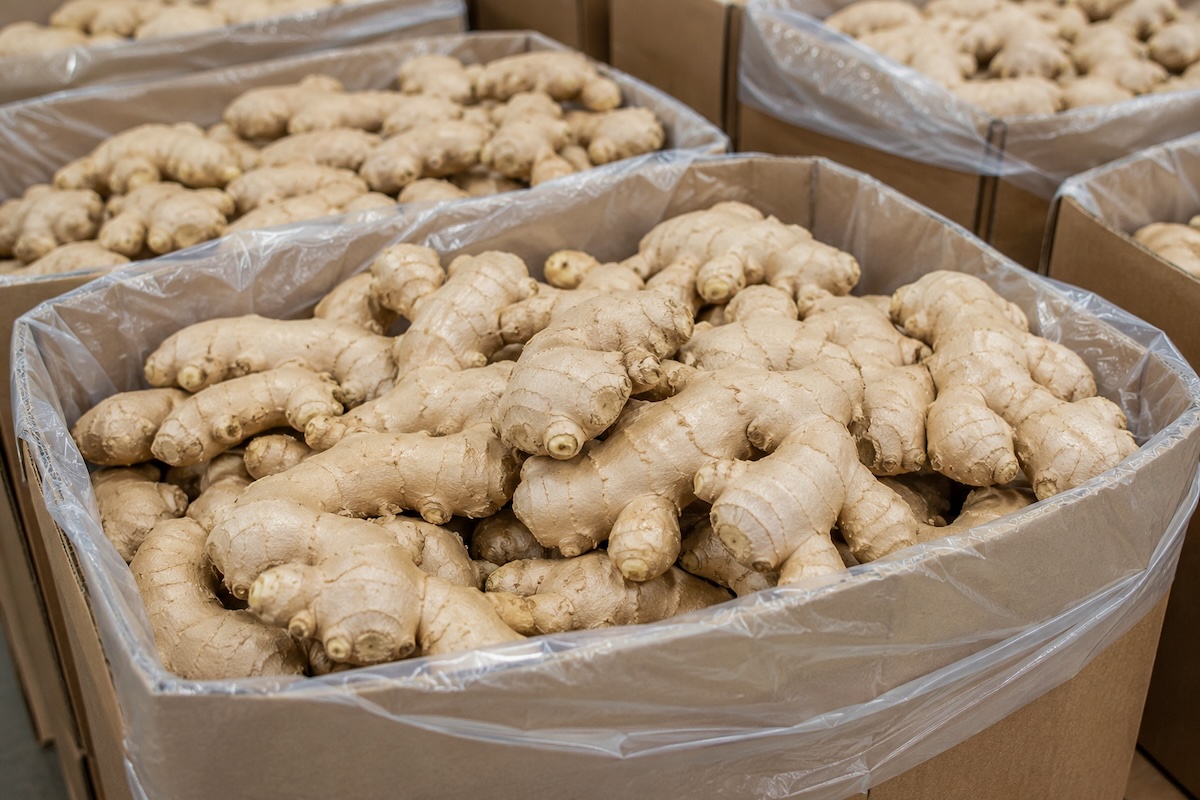 Air-dried fresh ginger from Shandong China, bulk wholesale for global vegetable export