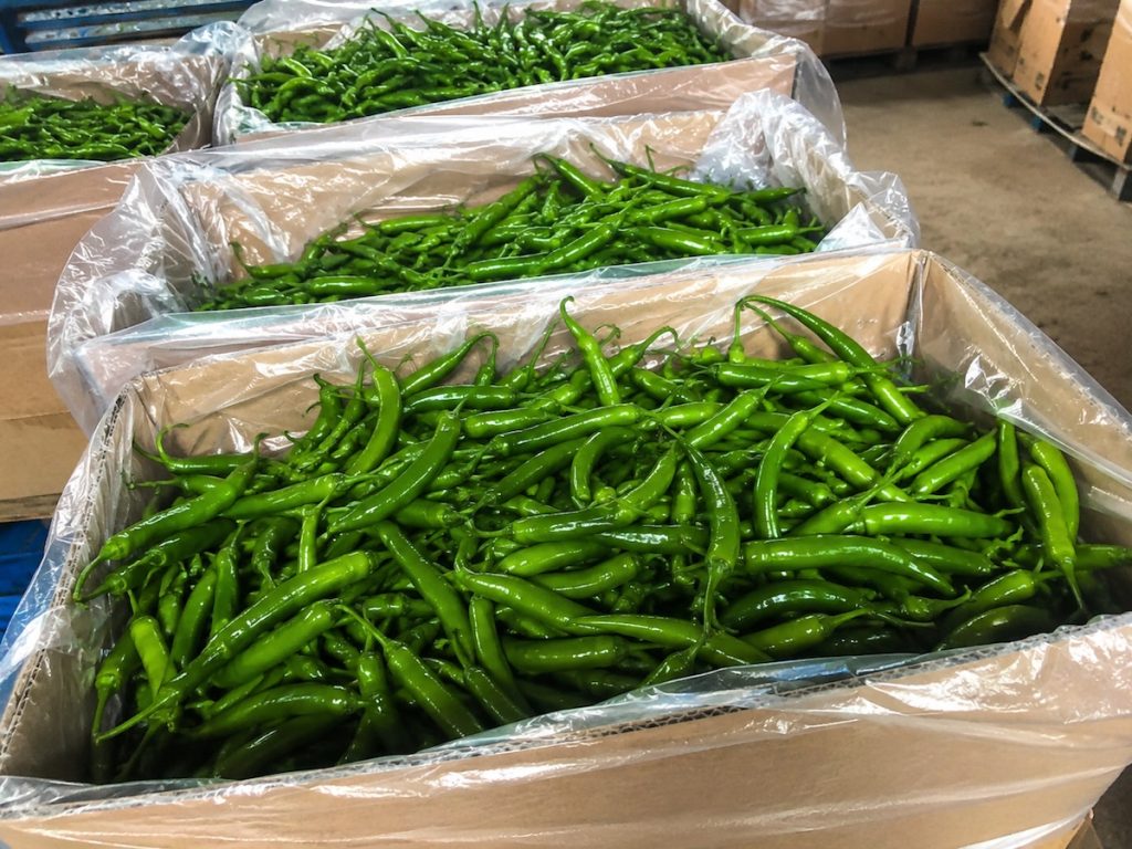 Fresh green chili peppers from Shandong, bulk wholesale for vegetable export