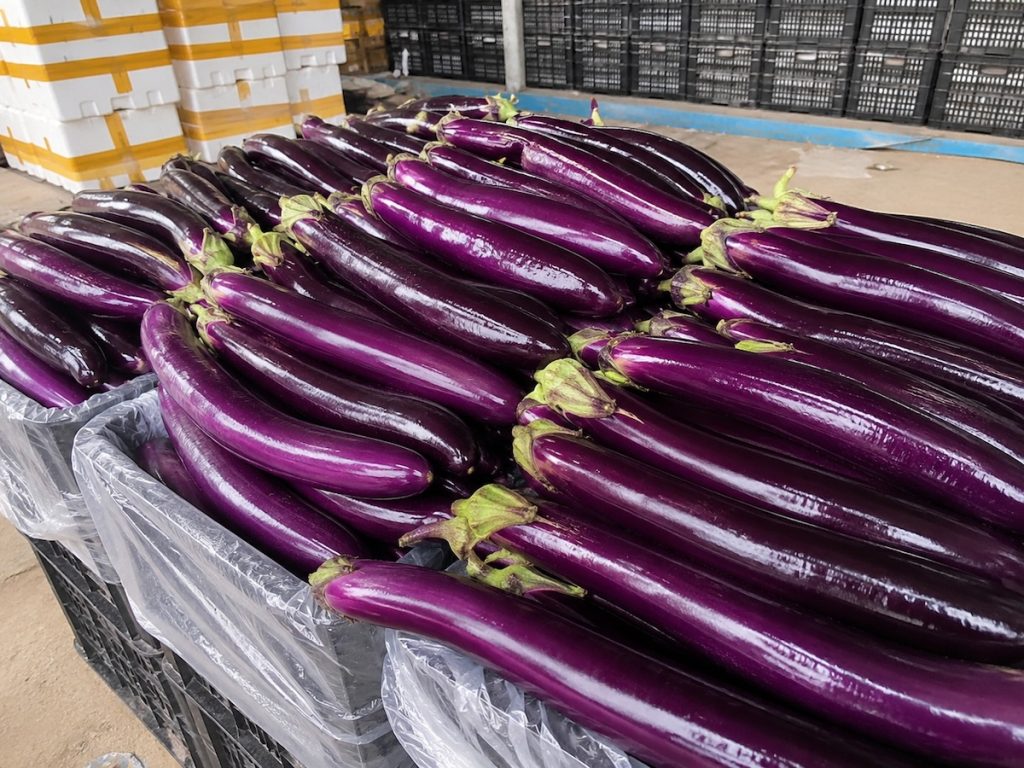 Fresh glossy purple long eggplant from Shandong, bulk wholesale for international vegetable export