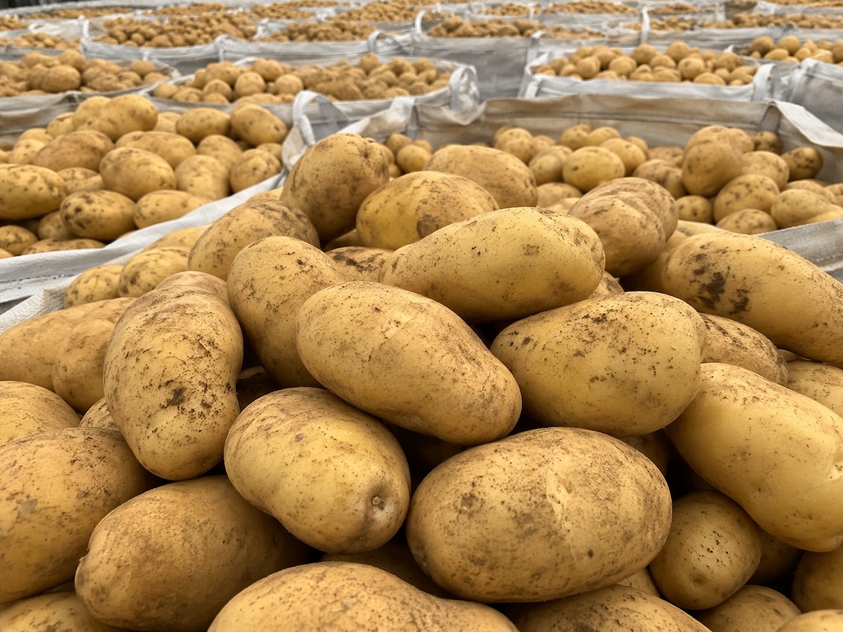 Fresh bulk potatoes from Shandong, wholesale export vegetables