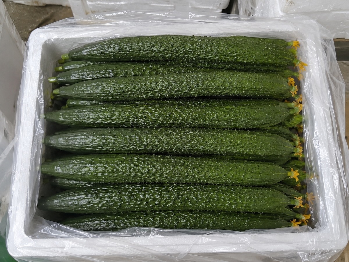 Packaged fresh prickly cucumbers from Shandong China, fresh picked for wholesale export and pickled cucumber processing