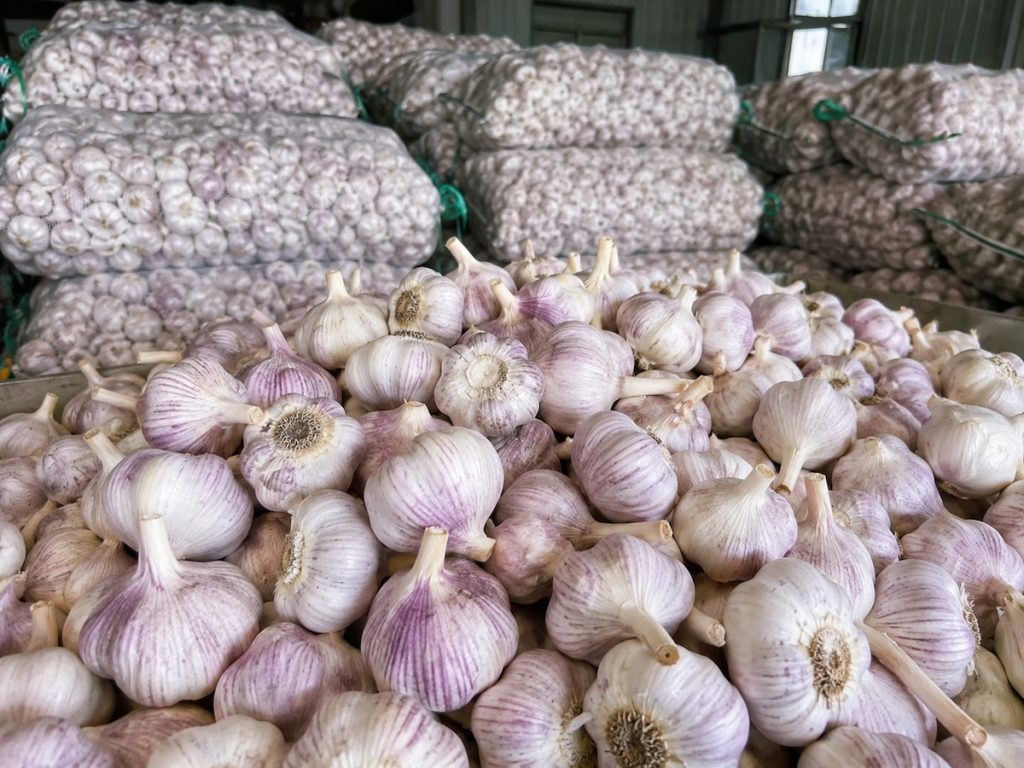 High quality fresh purple garlic from Shandong, bulk wholesale garlic for international export