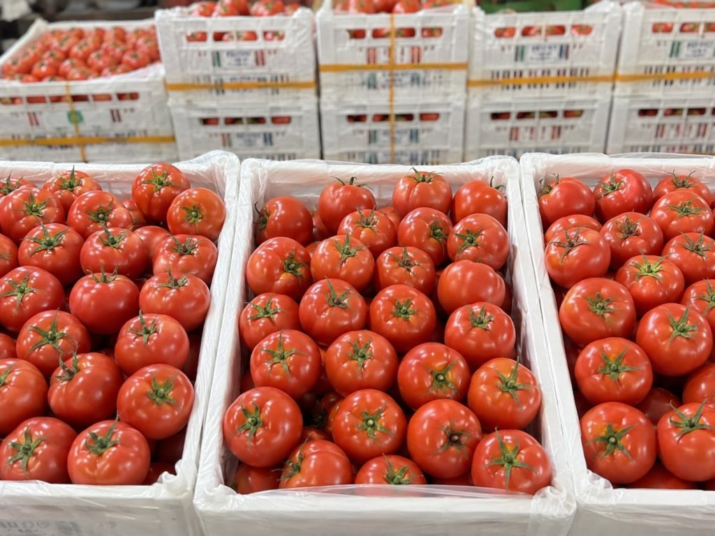 Fresh ripe red tomatoes from Shandong China, bulk carton packing for vegetable export