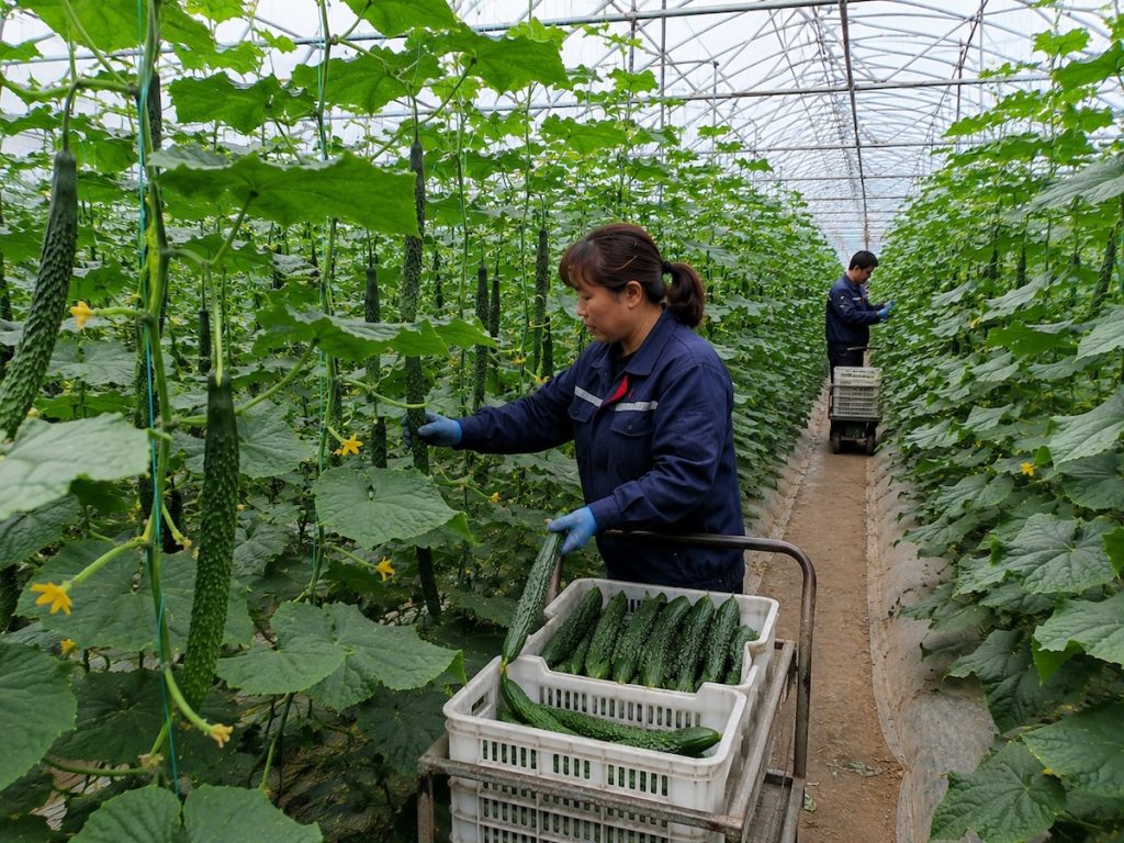 Fresh spiny cucumbers grown in Shandong greenhouses, farm picking and harvesting